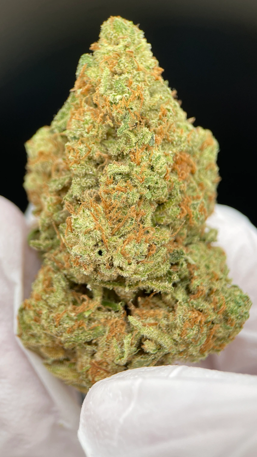AMNESIA HAZE HIDROPÓNICA. - Cáñamo industrial uso aromático