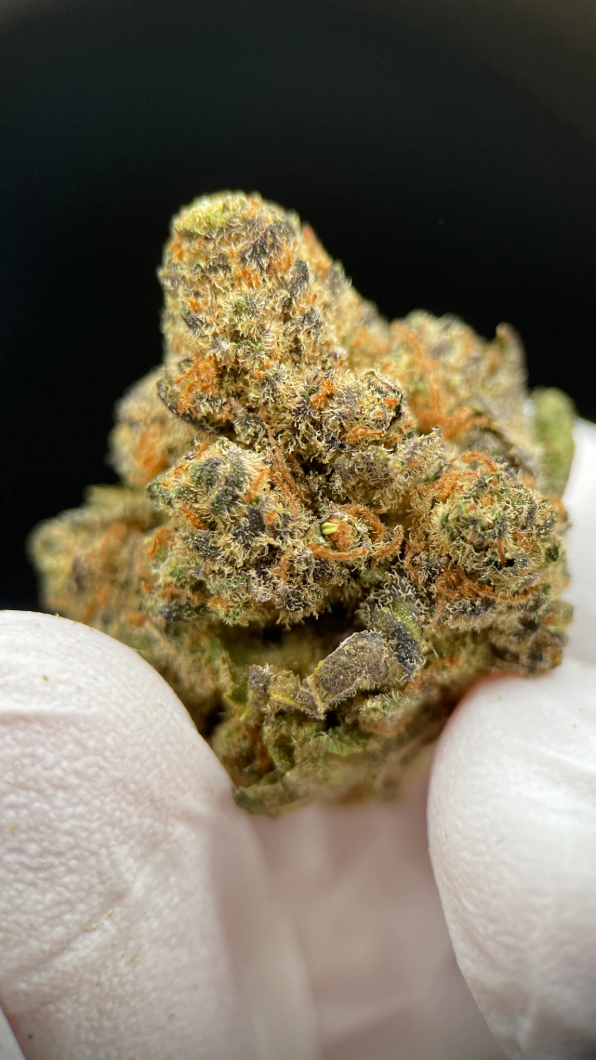 M.A,C CBD HIDRO {miracle alien cookies} - Cáñamo industrial uso aromático