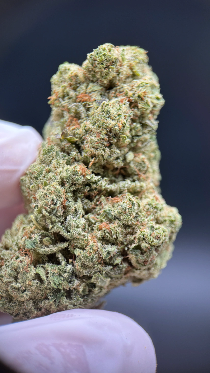 MIMOSA CBD INDOOR - Cáñamo industrial uso aromático