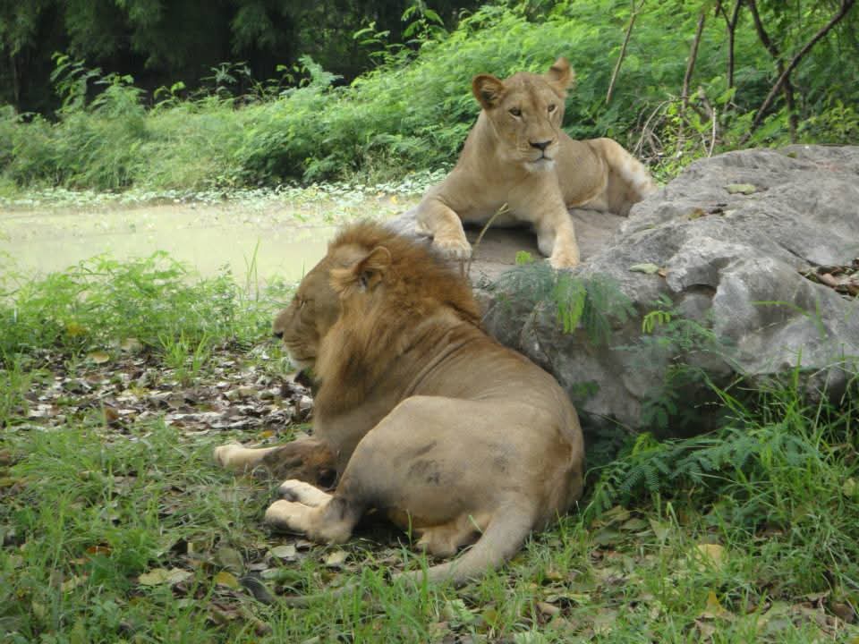 Safari en África 2
